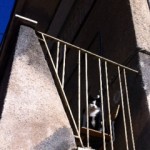 L’AQUILA…E ANCHE I GATTI STANNO A GUARDARE…