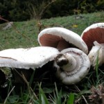 CAMPO IMPERATORE: CON 27 CHILI DI FUNGHI, DENUNCIATI DALLA FORESTALE