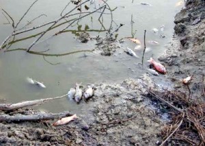 Un numero insolitamente grande di pesci morti furono trovati nelle settimane delle scosse